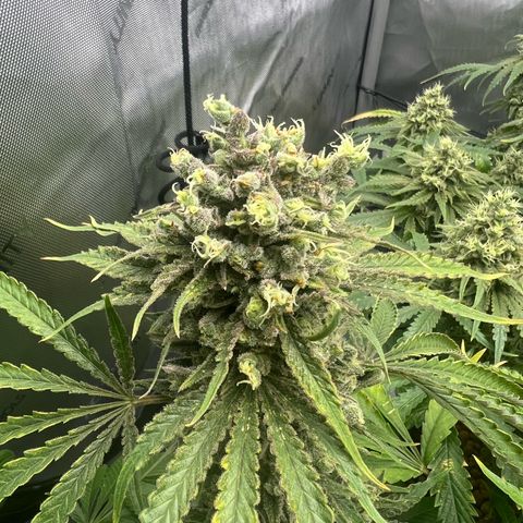 Wonder Pie growlog timeline photo