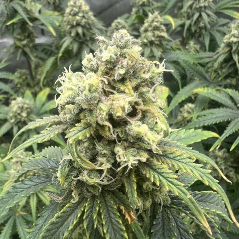 Wonder Pie growlog timeline photo