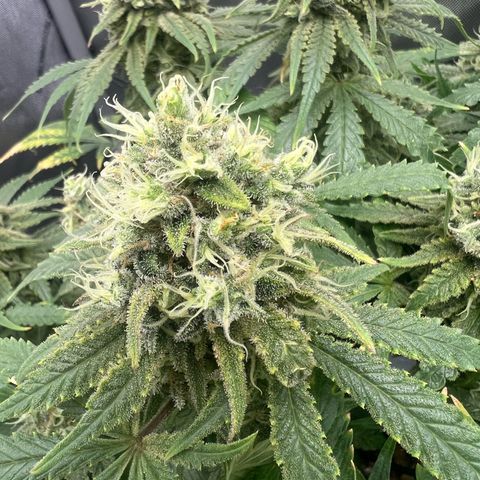 Wonder Pie growlog timeline photo