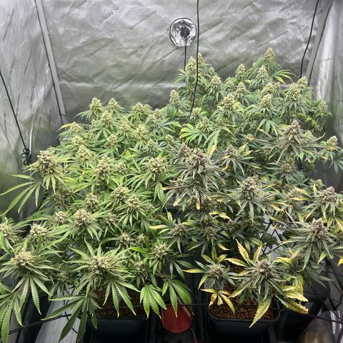 Wonder Pie growlog timeline photo