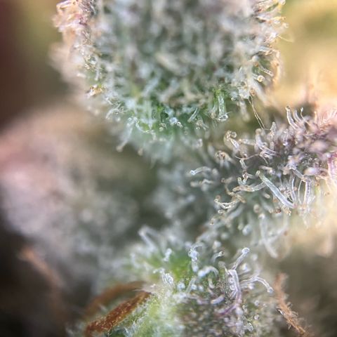 Wonder Pie growlog timeline photo