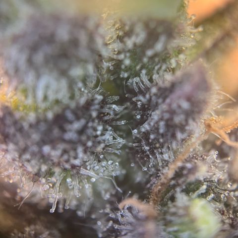Wonder Pie growlog timeline photo