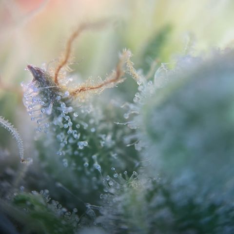 Wonder Pie growlog timeline photo