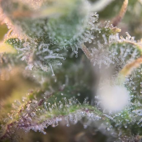 Wonder Pie growlog timeline photo