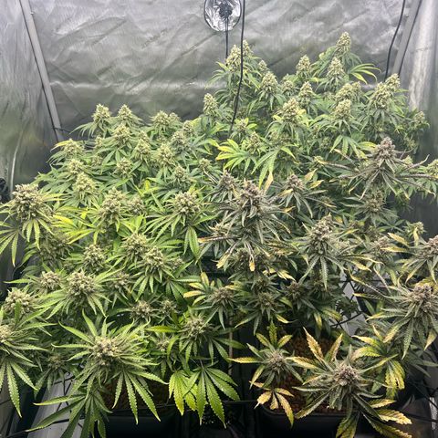 Wonder Pie growlog timeline photo