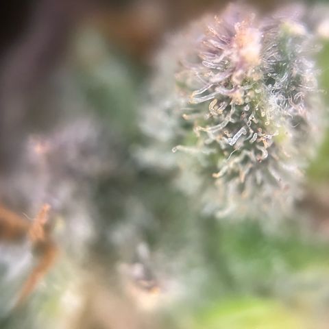 Wonder Pie growlog timeline photo