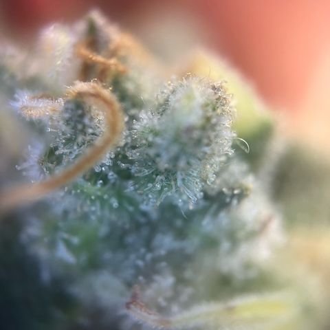 Wonder Pie growlog timeline photo
