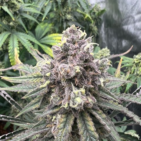 Wonder Pie growlog timeline photo