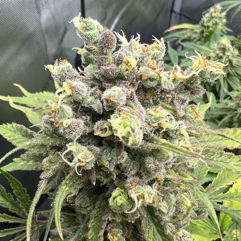 Wonder Pie growlog timeline photo