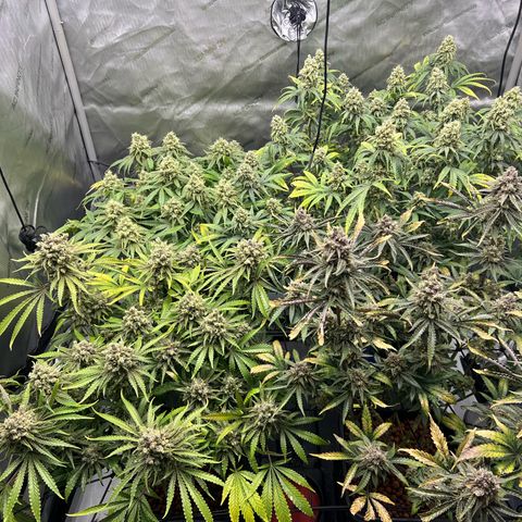 Wonder Pie growlog timeline photo