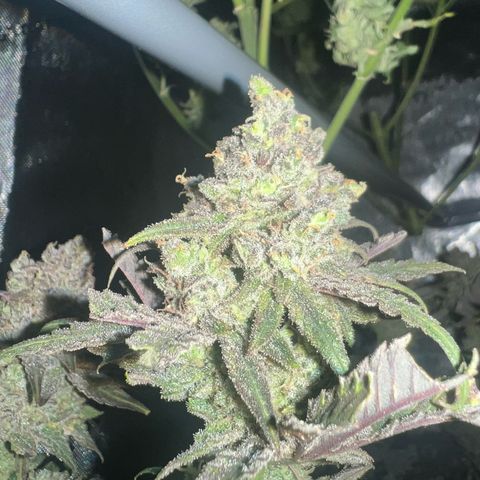 Wonder Pie growlog timeline photo