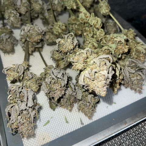 Wonder Pie growlog timeline photo