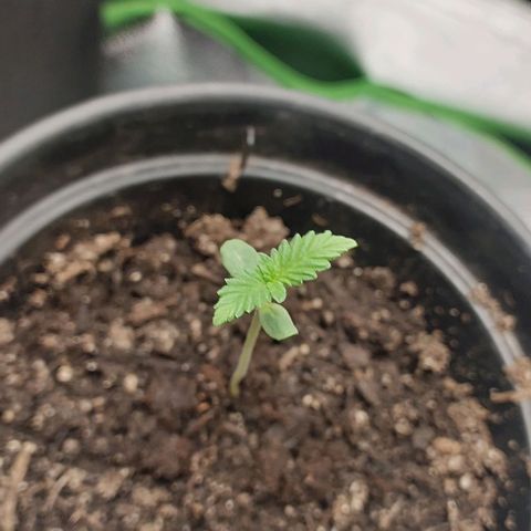Amnésia da Cinderela  growlog photo: Fiz a primeira rega com um pouco de fert flowermind. 