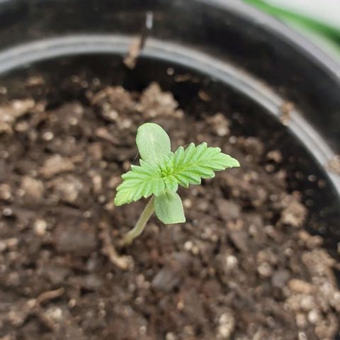 Amnésia da Cinderela  growlog photo: 3° dia de vida. Ainda não reguei, ela tem evoluído bem. Logo mais colocarei mais terra. 