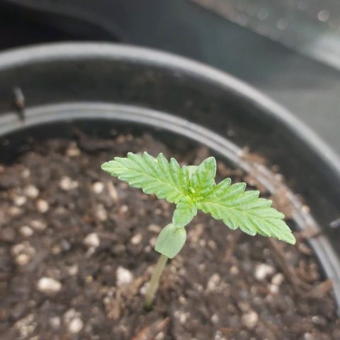 Amnésia da Cinderela  growlog photo: Tudo bem até agora. Aproximei um pouco mais da Led e vou observar se vai dar bom. Ela parece levemente estiolada ou é impressão minha kkk. 