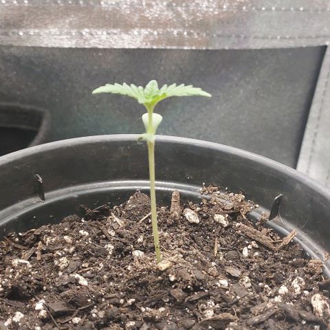 Amnésia da Cinderela  growlog photo: Tudo bem até agora. Aproximei um pouco mais da Led e vou observar se vai dar bom. Ela parece levemente estiolada ou é impressão minha kkk. 