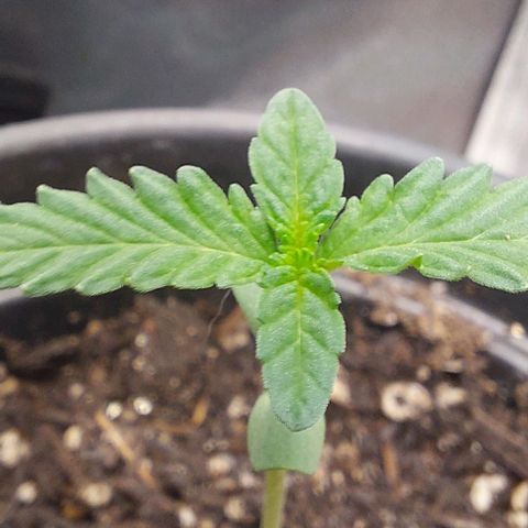 Amnésia da Cinderela  growlog timeline photo