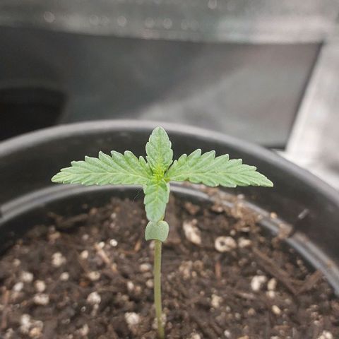 Amnésia da Cinderela  growlog timeline photo