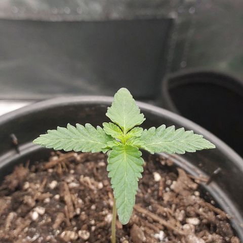 Amnésia da Cinderela  growlog timeline photo