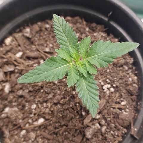 Amnésia da Cinderela  growlog photo: 9 dias de vida.