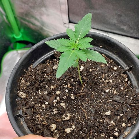 Amnésia da Cinderela  growlog timeline photo
