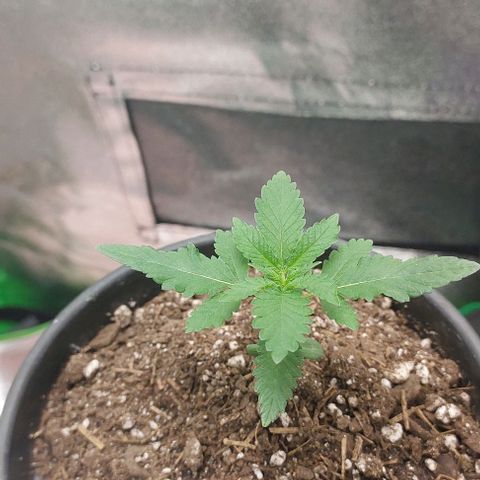 Amnésia da Cinderela  growlog timeline photo