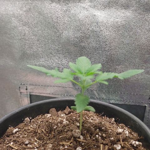 Amnésia da Cinderela  growlog timeline photo
