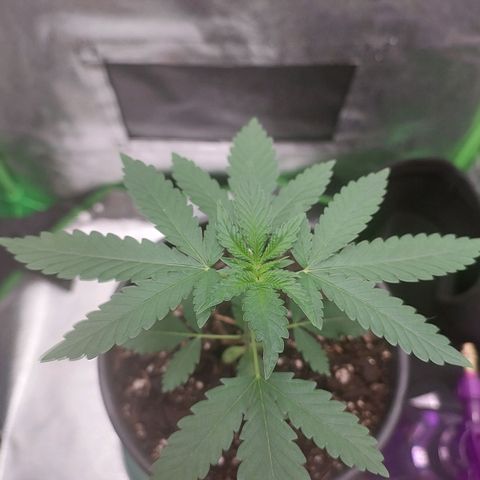 Amnésia da Cinderela  growlog timeline photo