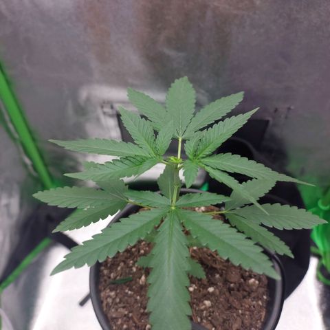 Amnésia da Cinderela  growlog photo: Poda fim. Não sei se ficou certa, pq é a minha primeira vez podando 