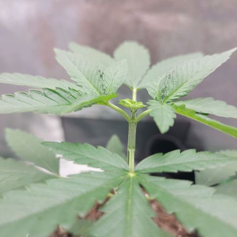 Amnésia da Cinderela  growlog photo: Poda fim. Não sei se ficou certa, pq é a minha primeira vez podando 