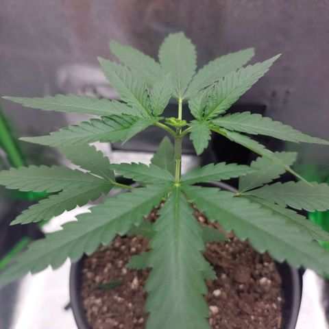 Amnésia da Cinderela  growlog photo: Poda fim. Não sei se ficou certa, pq é a minha primeira vez podando 