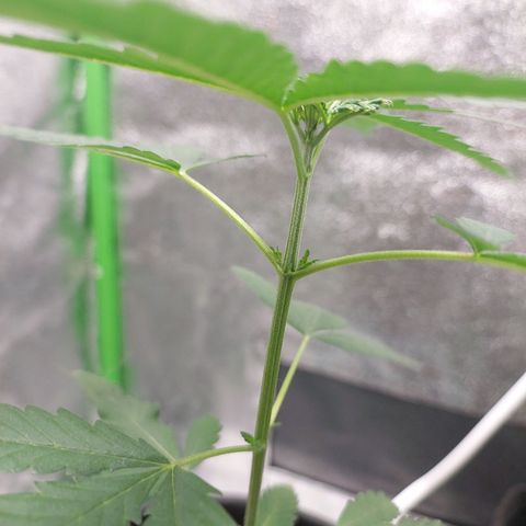 Amnésia da Cinderela  growlog timeline photo