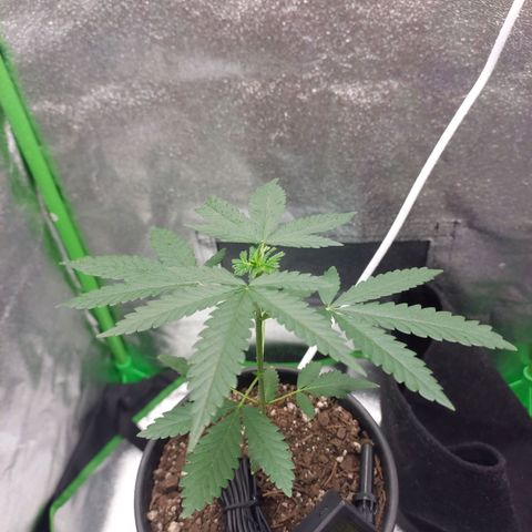 Amnésia da Cinderela  growlog timeline photo