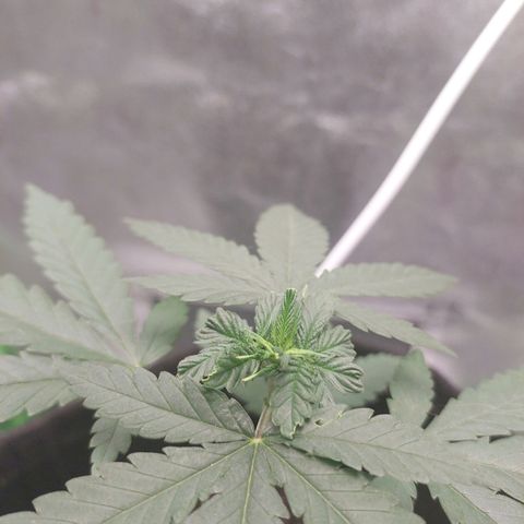 Amnésia da Cinderela  growlog timeline photo