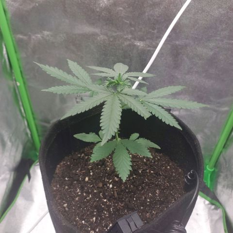 Amnésia da Cinderela  growlog timeline photo