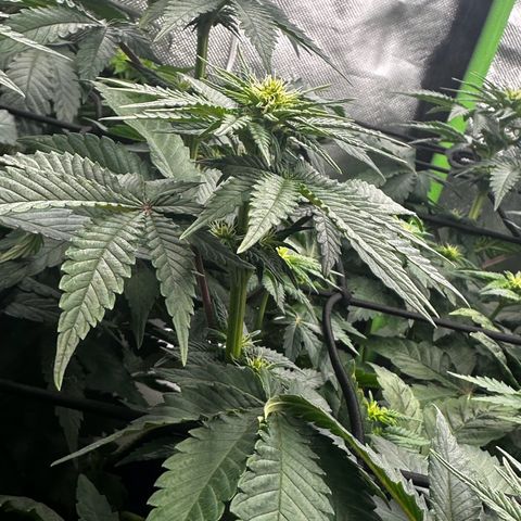 Runtz growlog timeline photo