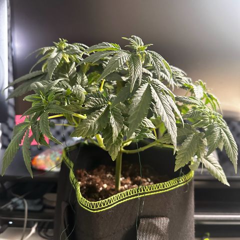 Runtz growlog photo: Ka welche welche ist