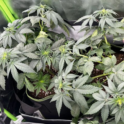 Runtz growlog photo: Ka welche welche ist