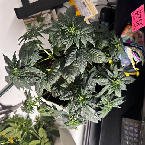 Runtz growlog photo: Ka welche welche ist