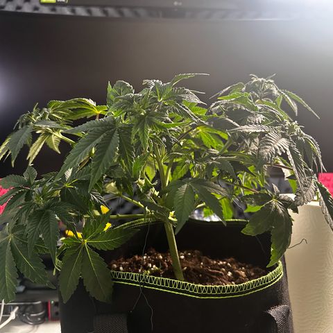 Runtz growlog photo: Ka welche welche ist