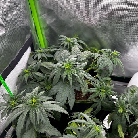 Runtz growlog photo: Ka welche welche ist