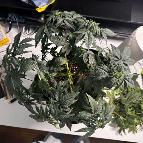 Runtz growlog photo: Ka welche welche ist