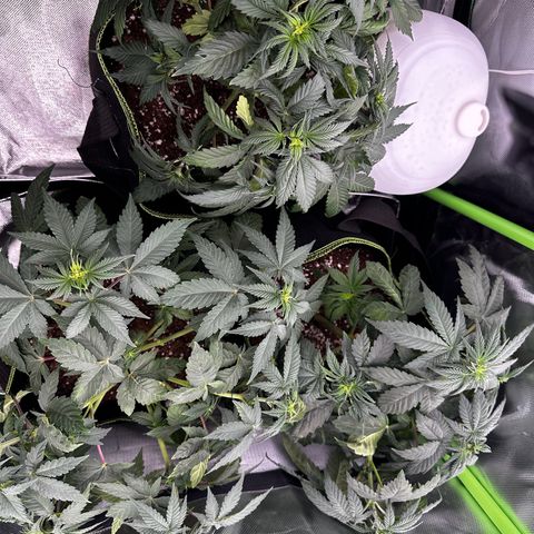 Runtz growlog photo: Ka welche welche ist