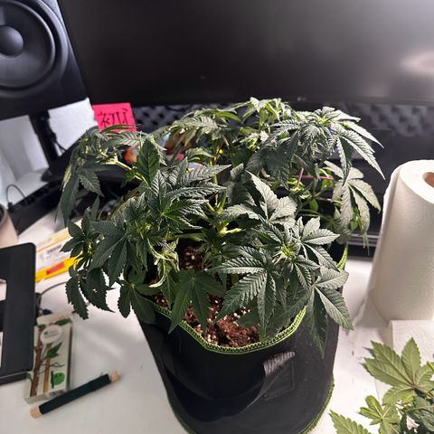 Runtz growlog photo: Ka welche welche ist