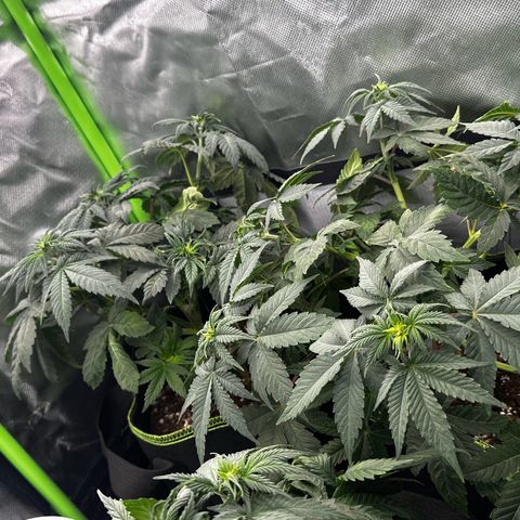 Runtz growlog photo: Ka welche welche ist