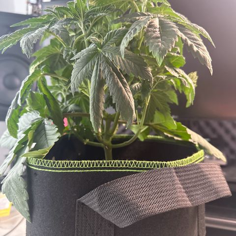 Runtz growlog photo: Ka welche welche ist