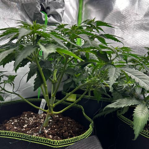 Runtz growlog timeline photo