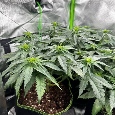 Runtz growlog timeline photo