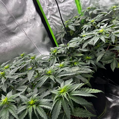 Runtz growlog timeline photo