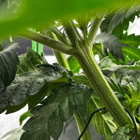 Runtz growlog timeline photo